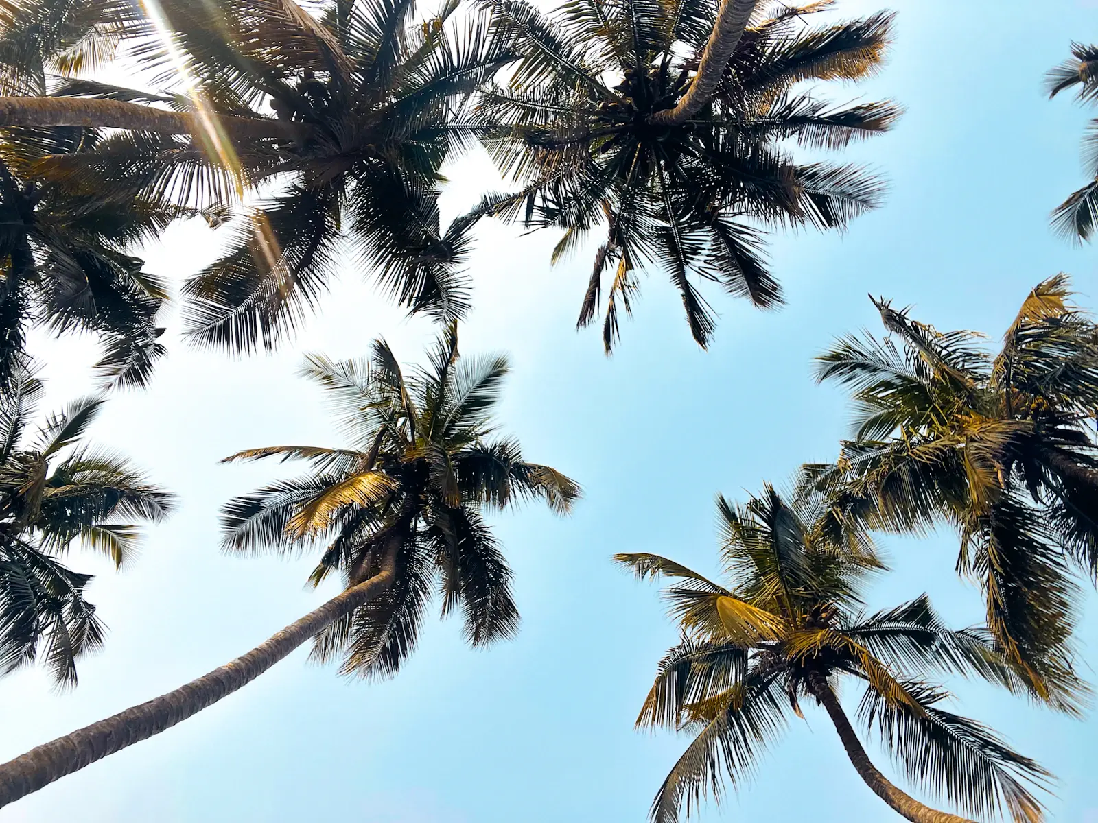Coconut palms against the sky in Dzita, Ghana