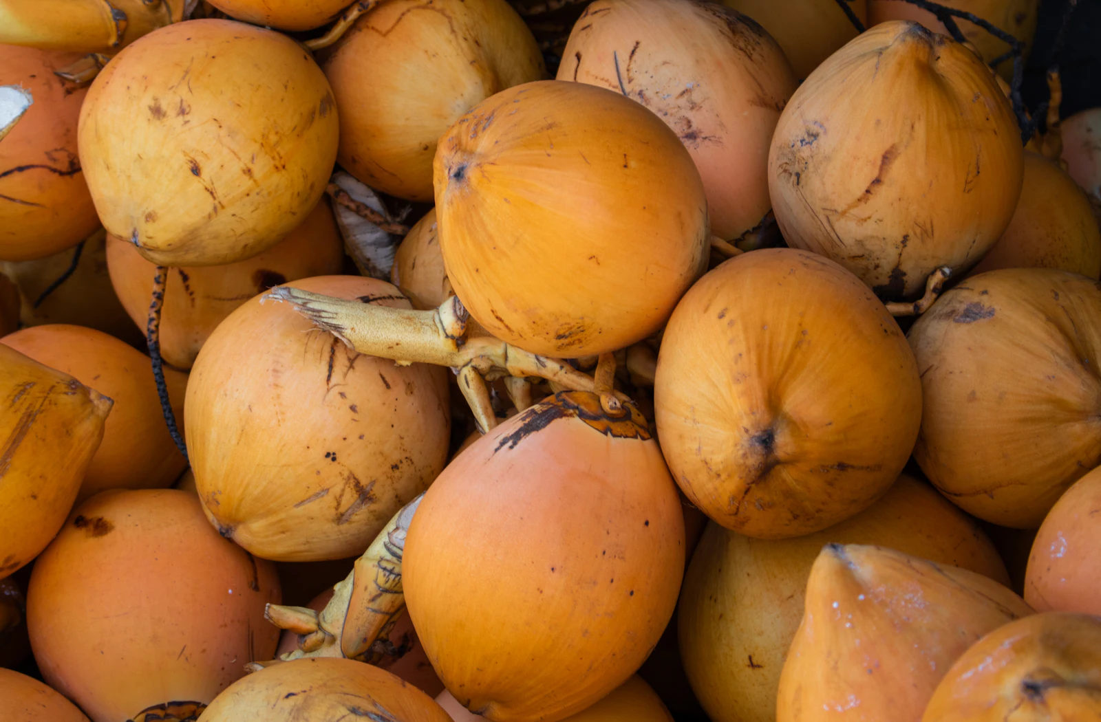 A pile of golden coconuts