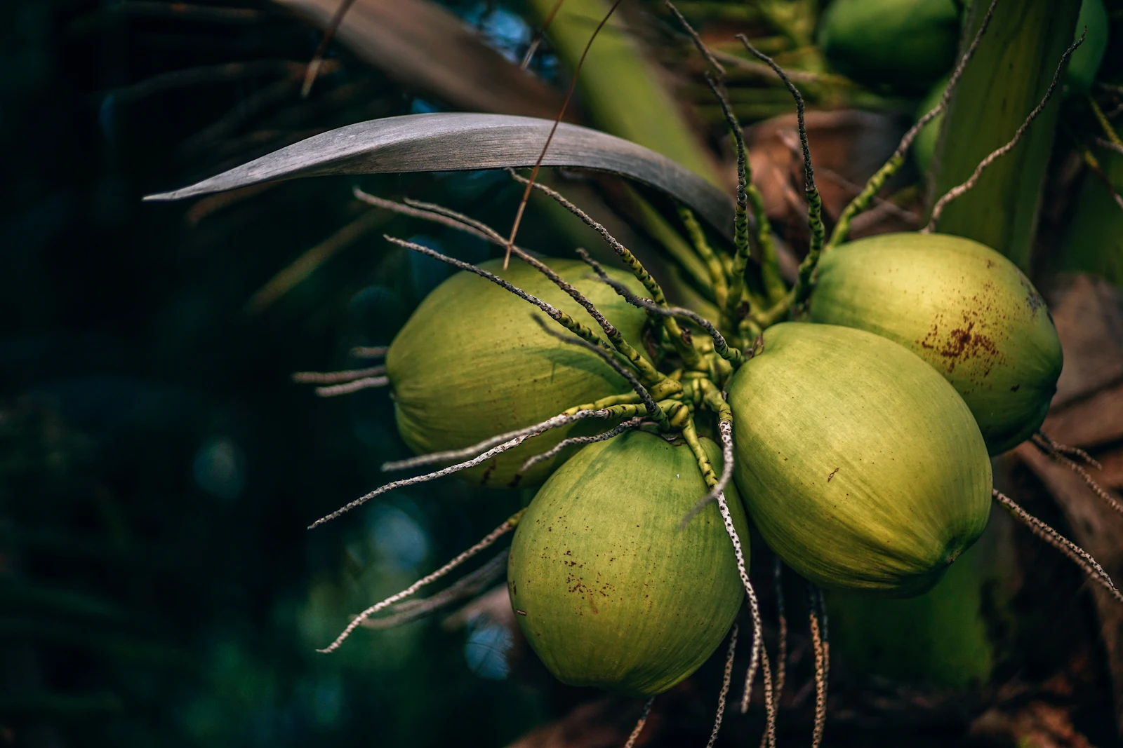 Green coconuts growing on a coconut palm