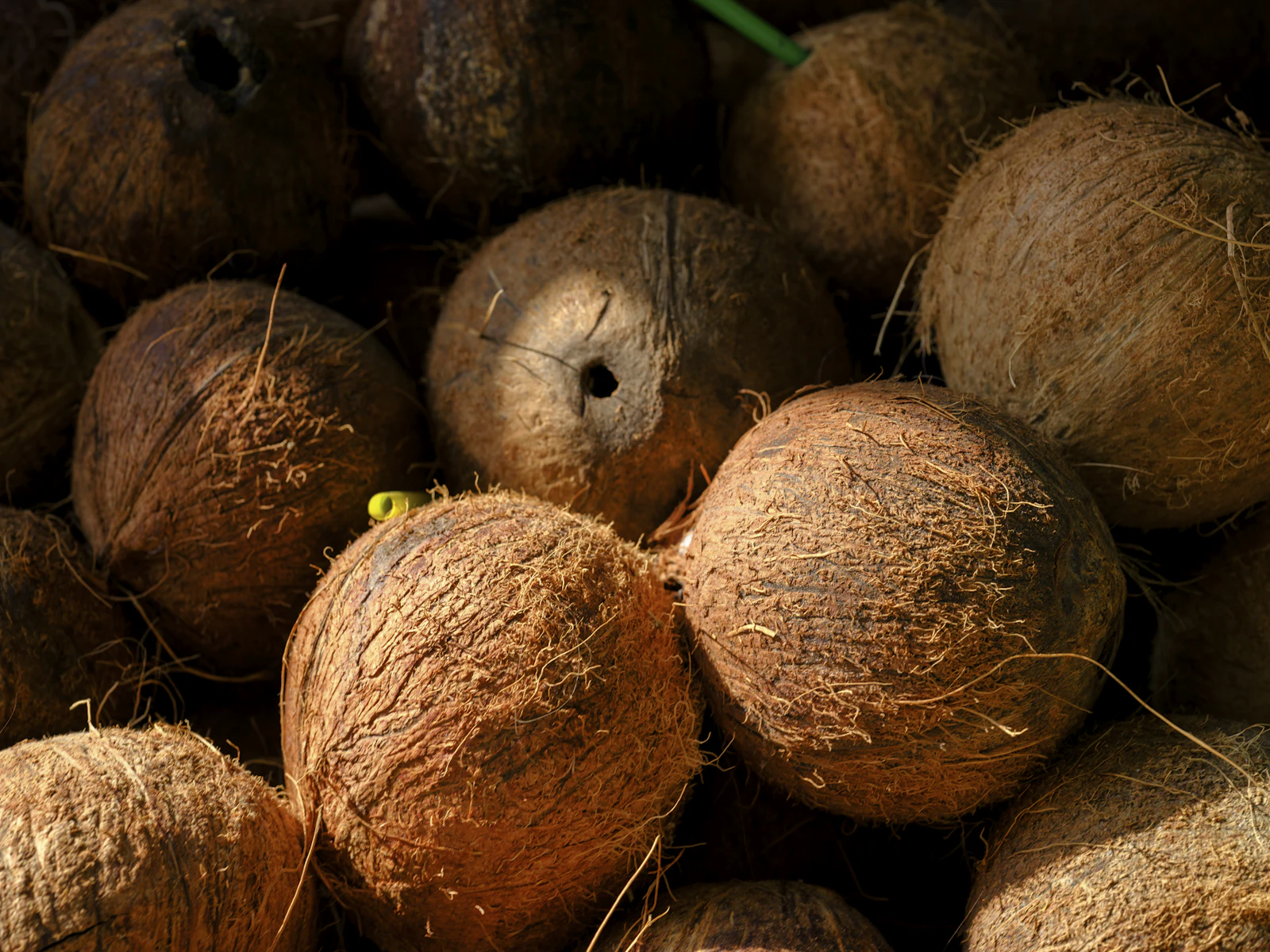 Dried Coconuts (1,000 pcs)