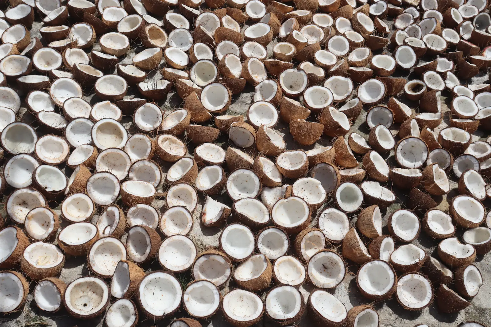 Coconut halves laid out in rows