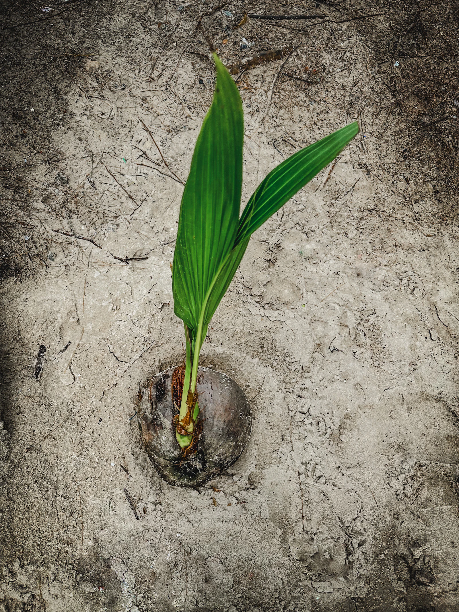 Coconut Seedlings (100 pcs)