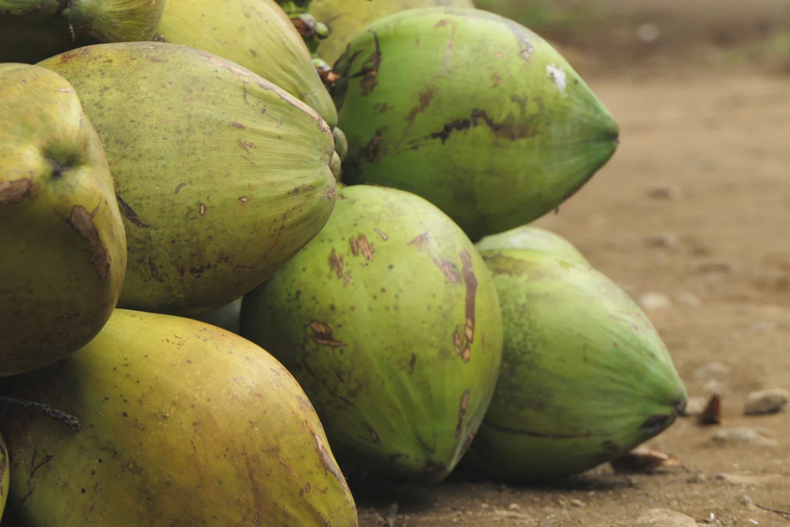A pile of fresh green coconuts